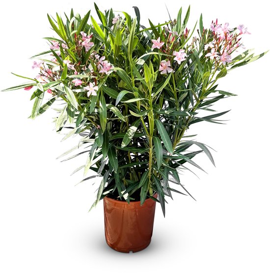 Sunny Tree - Plant - Oleander- Nerium Oleander - Hoogte 80-100 cm - Kleur Roze - Buitenplant