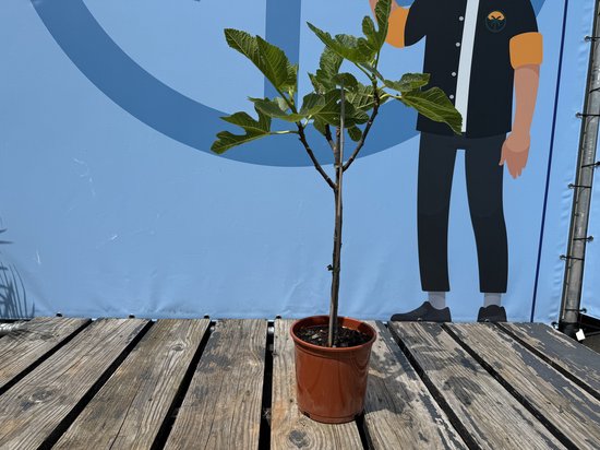 Sunny Tree - Vijgenboom - Boom - Ficus Carica - Zoete eetbare Vijg - Fruitboom - Winterhard tot -18