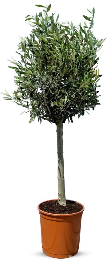 Sunny Tree - Winterharde Olijfboom op Stam 100 cm - Olea Europaea - 10 Jaar Oud - Winterhard - Groenblijvend