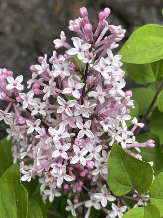 Syringa 'Josee' - Dwergsering, Sering 40 - 60 cm in pot