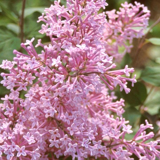 Syringa 'Josee' - Sering;Dwergsering 40-60 cm pot