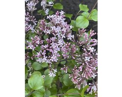 Syringa meyeri 'Palibin' - Dwergsering, Sering 30 - 40 cm in pot