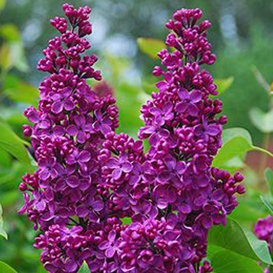 Syringa Vulgaris 'Andenken An Ludwig Spaeth' - Gewone sering 40-60 cm pot