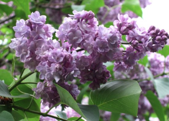 Syringa vulgaris 'Michel Buchner' - Gewone Sering 50 - 60 cm in pot