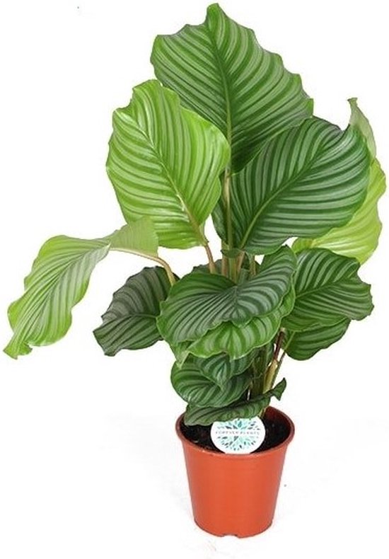 The Green Corner - Calathea Orbifolia - Hoogte 50cm - Diameter 17cm