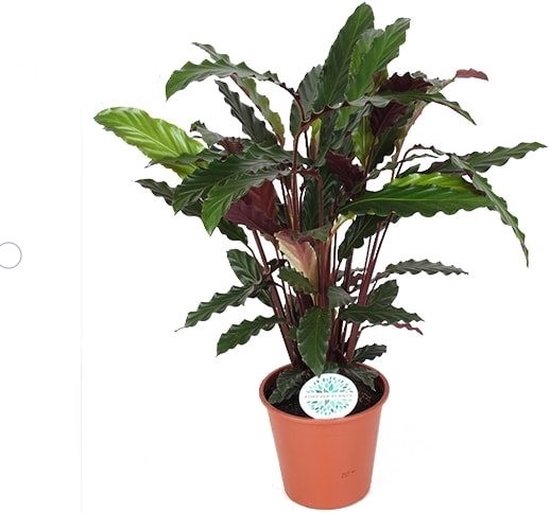 The Green Corner - Calathea Rufibarba - Hoogte 55cm - Diameter 17cm