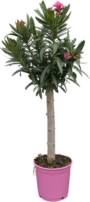 Tropictrees - Nerium Oleander op stam - Oleander Roze - Roze bloemen - Pot ⌀ 27cm - Hoogte 80-100cm