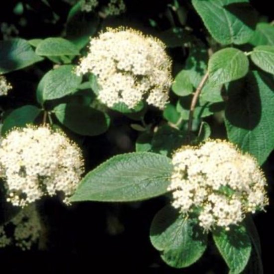 Viburnum lantana - Wollige sneeuwbal 50 - 60 cm in pot