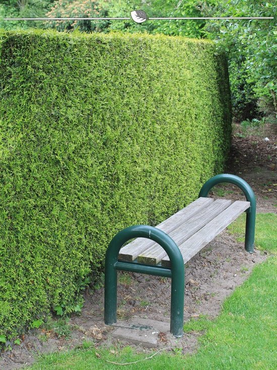 Westerse Levensboom Thuja Brabant 60-80 cm in Pot, 10x Haagplant