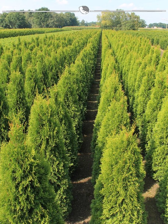 Westerse Levensboom Thuja Smaragd 80-100 cm in Pot, 3x Haagplant