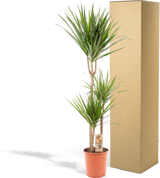 XXL Dracaena Marginata, Drakenbloedboom - 120cm hoog, ø21cm potmaat - Grote Kamerplant ,Tropische Palm - Vers van de Kwekerij, Luchtzuiverend, Makkelijke verzorging