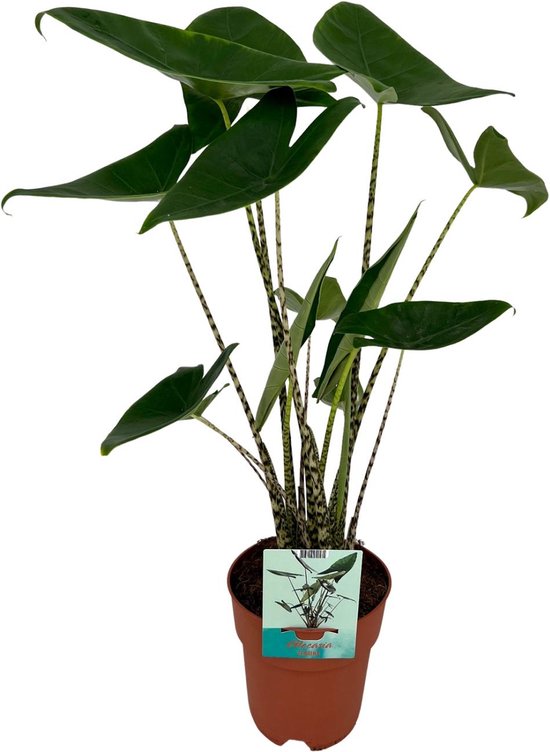 Zebra-Plant, Tropische en Exotische uitstraling, Alocasia Zebrina - Ø19cm - 75cm Hoog