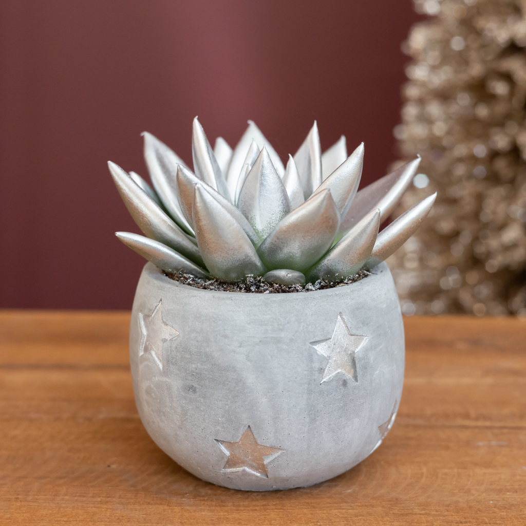 Zilveren Echeveria - P6