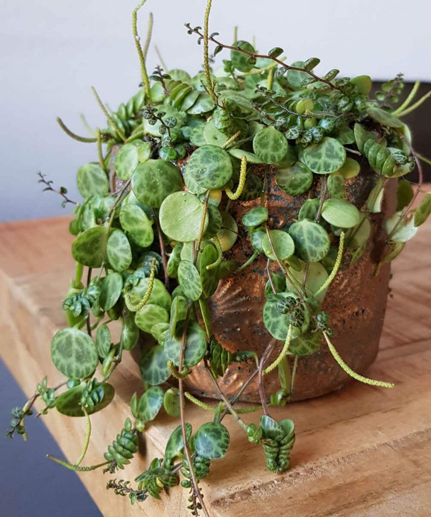 peperomia prostrata radiatorplantje