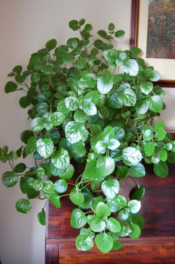 Verzorging van de swedish ivy is makkelijk