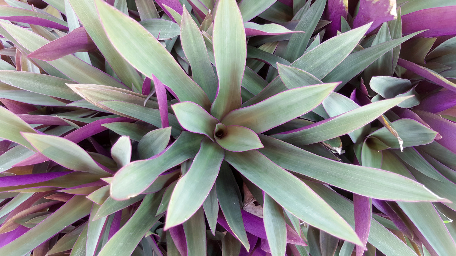 Tradescantia Spathacea