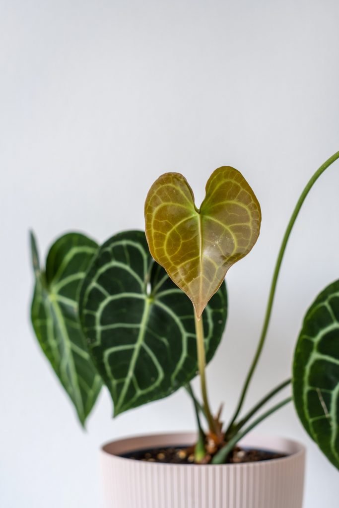 neue Blätter an der Anthurium Clarinervium