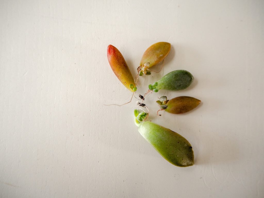 Crassula ovata stekken uit een blaadje