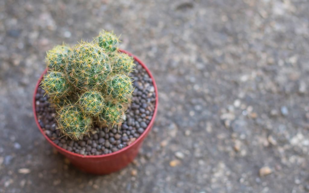 Mammillaria-Kaktus-Stecklinge