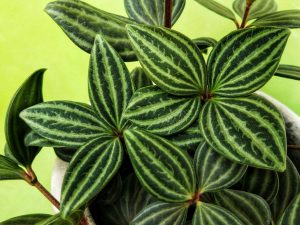 informatie over planten 8 Peperomia Angulata
