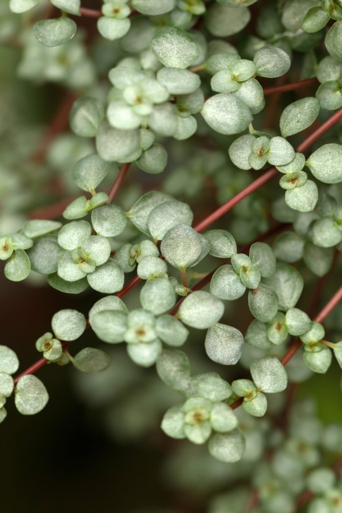 Pilea Glaucophylla