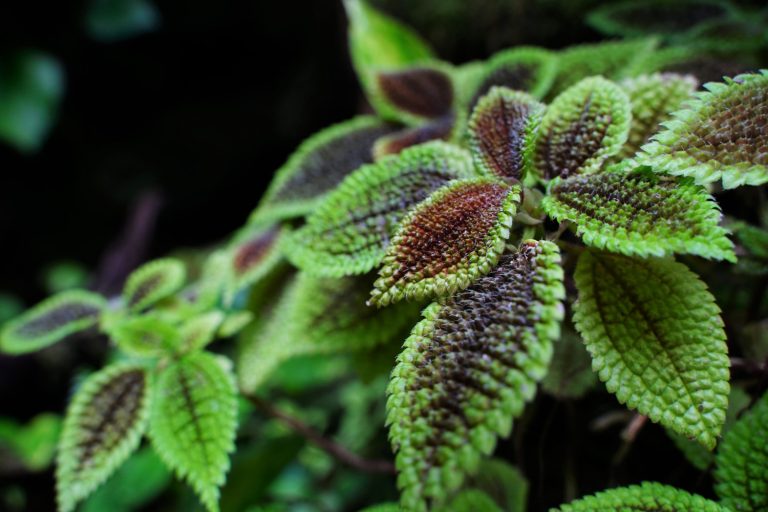 Pilea Involucrata • Pflege, Tipps, Ratschläge • mijnPlant.info