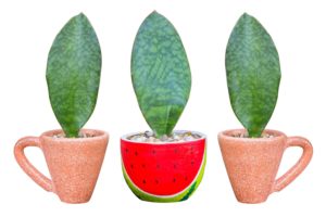 informatie over planten 5 Sansevieria Masoniana
