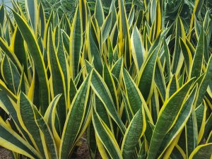 informatie over planten 6 Sansevieria soorten Laurentii