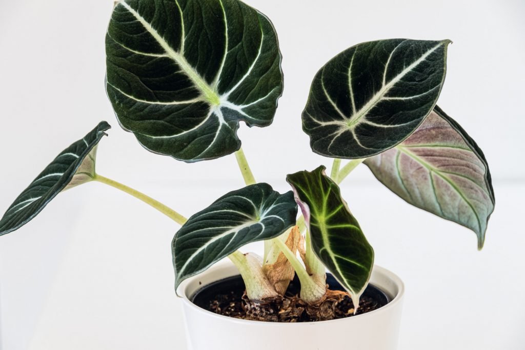 Alocasia reginula Samtpflanze