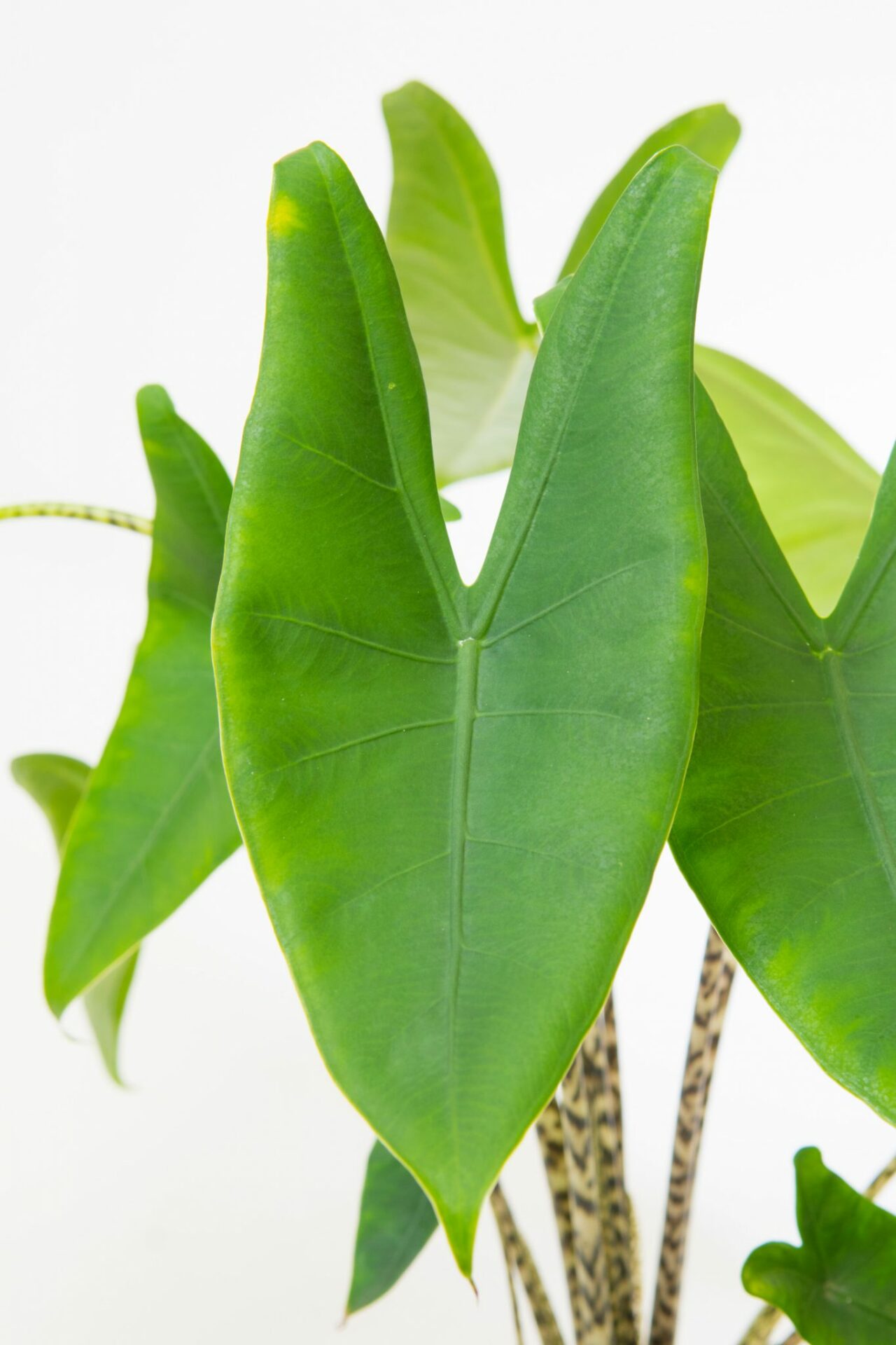 Alocasia Zebrina • Pflege & Kauf • MijnPlant