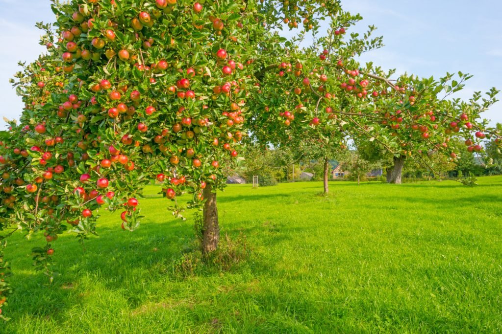appelboom snoeien