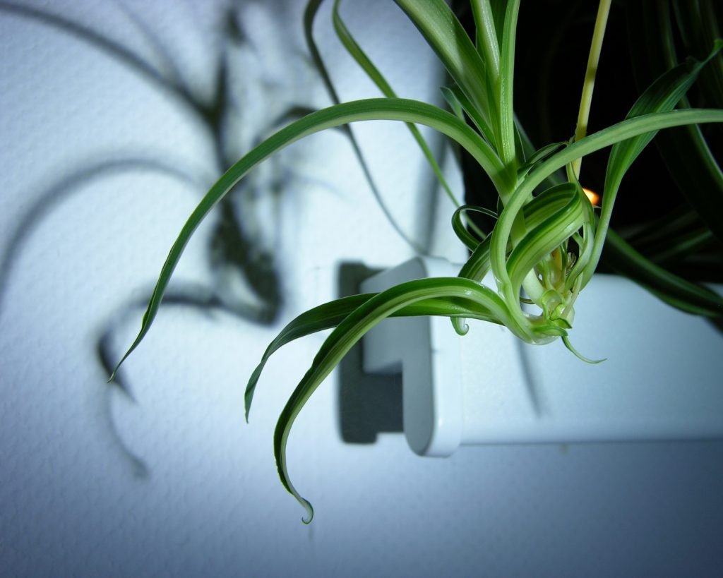 chlorophytum gras lilie bonnie stecklinge
