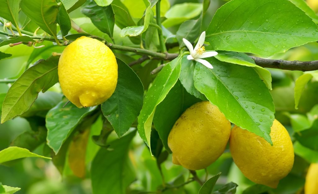 citroen plant