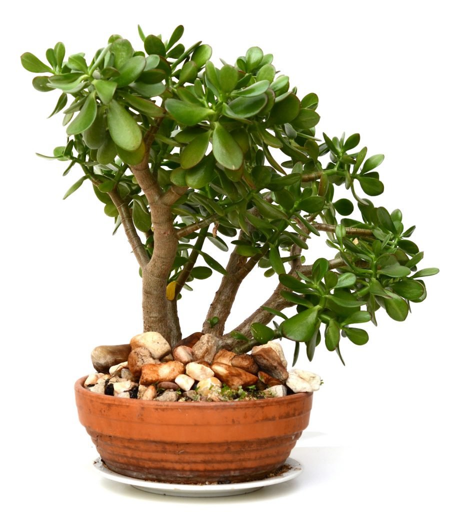 crassula ovata bonsai