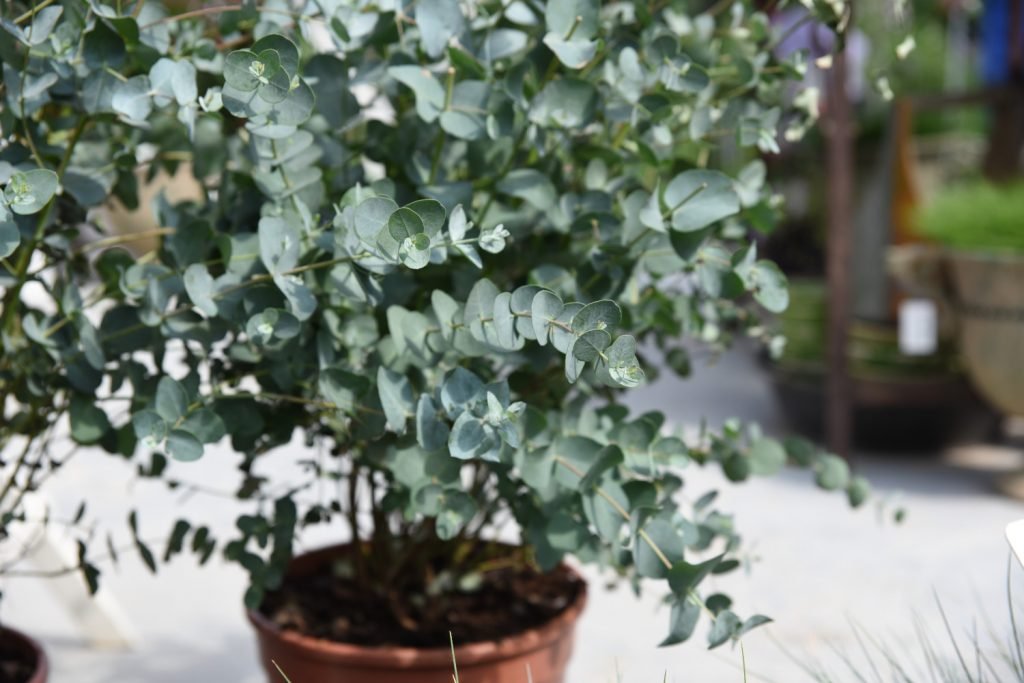 Eukalyptus pflanze für drinnen