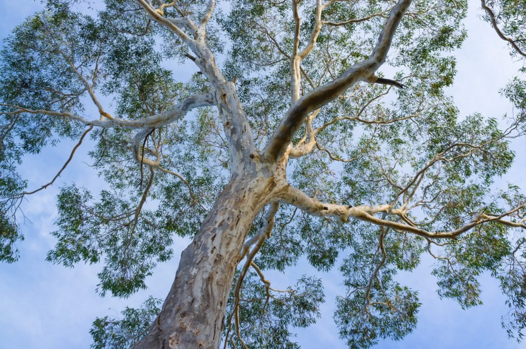 eucalyptus snoeien