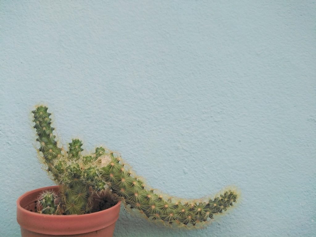 Abgebrochene Kaktus vermehren