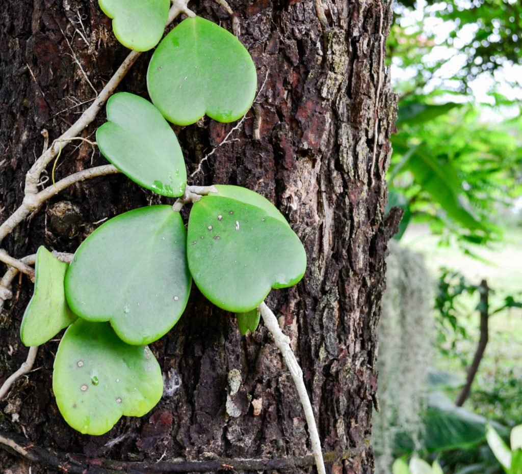 hoya kerri pendel pflanze in der natur