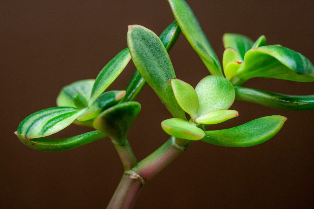 jade plant