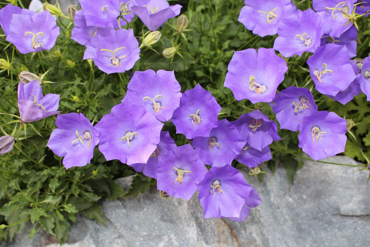 Колокольчик карпатский. Колокольчик Карпатский (Campanula Carpatica). Колокольчик Карпатский Белогорье. Колокольчик Кампанула Медиум. Колокольчик Карпатский Саманта.