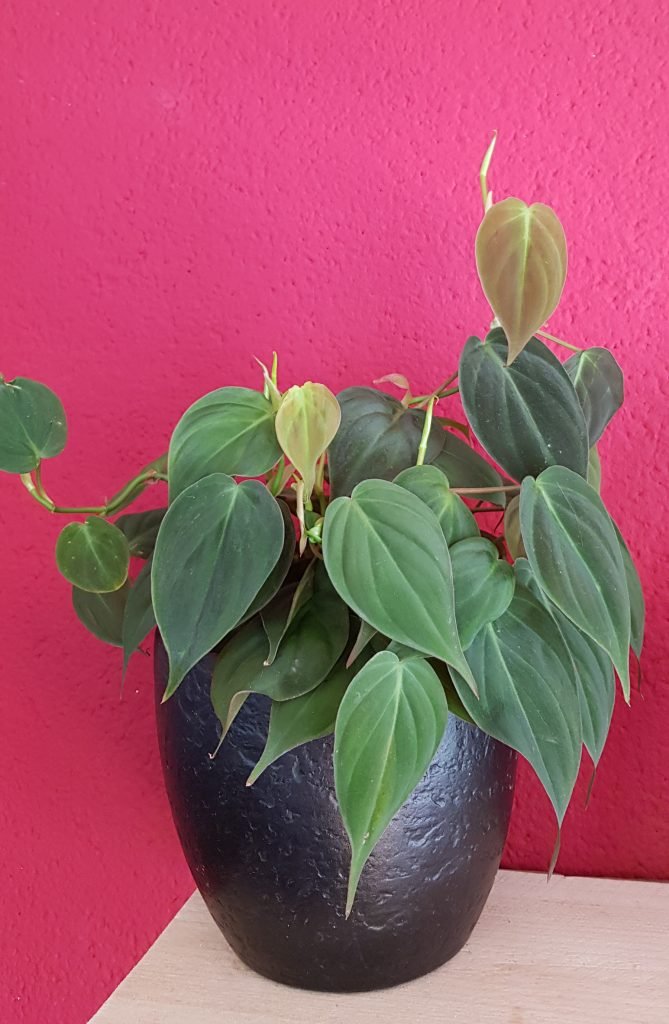 Philodendron hederaceum  