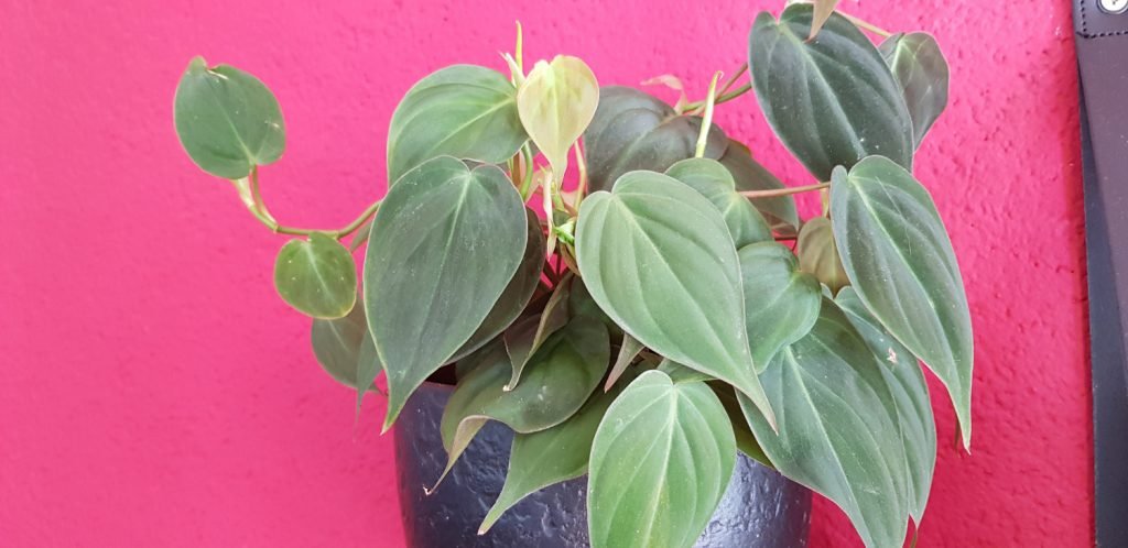 Philodendron scandens micans