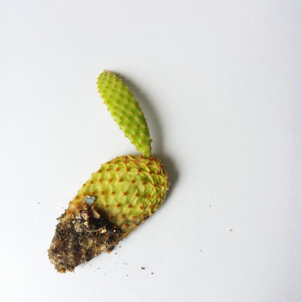 een verrotte cactus stek