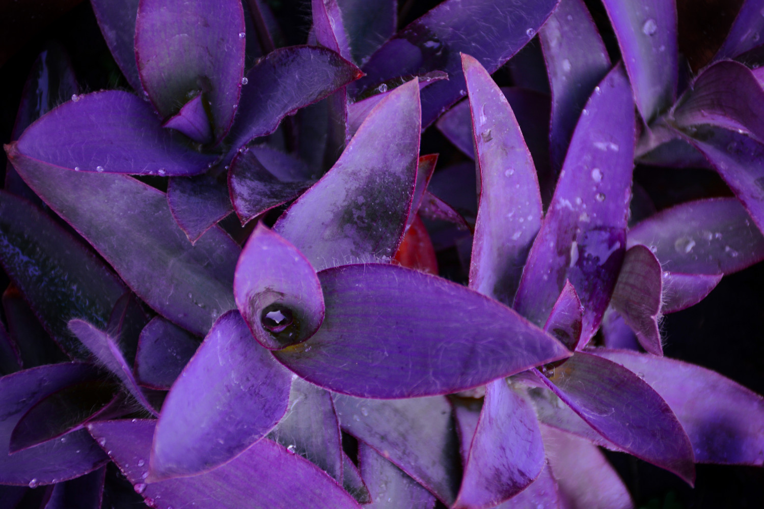 tradescantia-verzorging-info-mijnplant-info