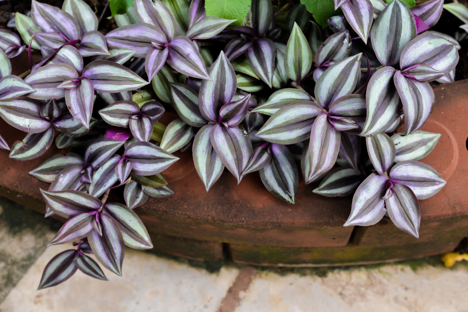 Tradescantia Zebrina Verzorging Info MijnPlant info