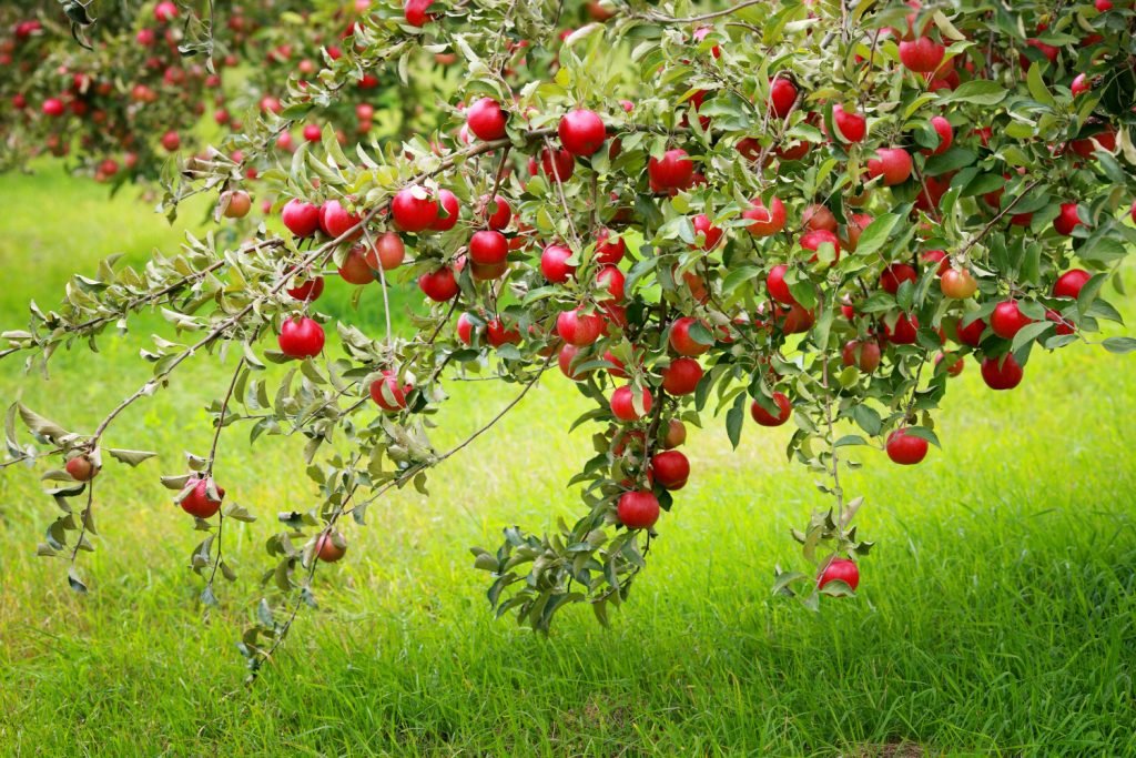 verzorging appelboom