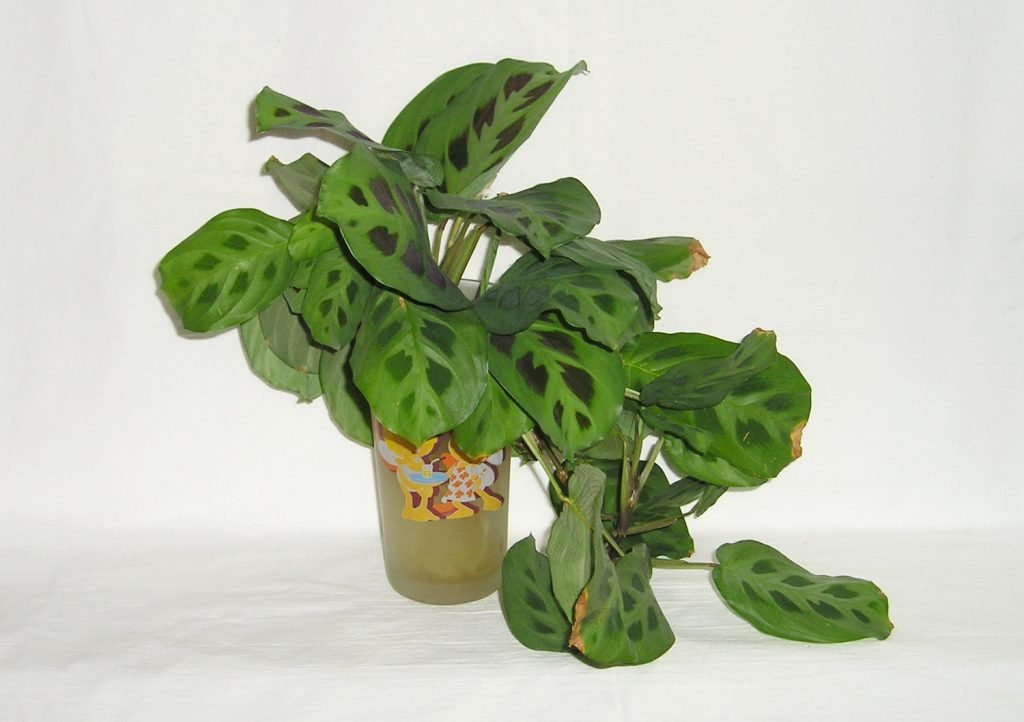 Maranta Kerchoveana Hängepflanze mit braunen Blatträndern
