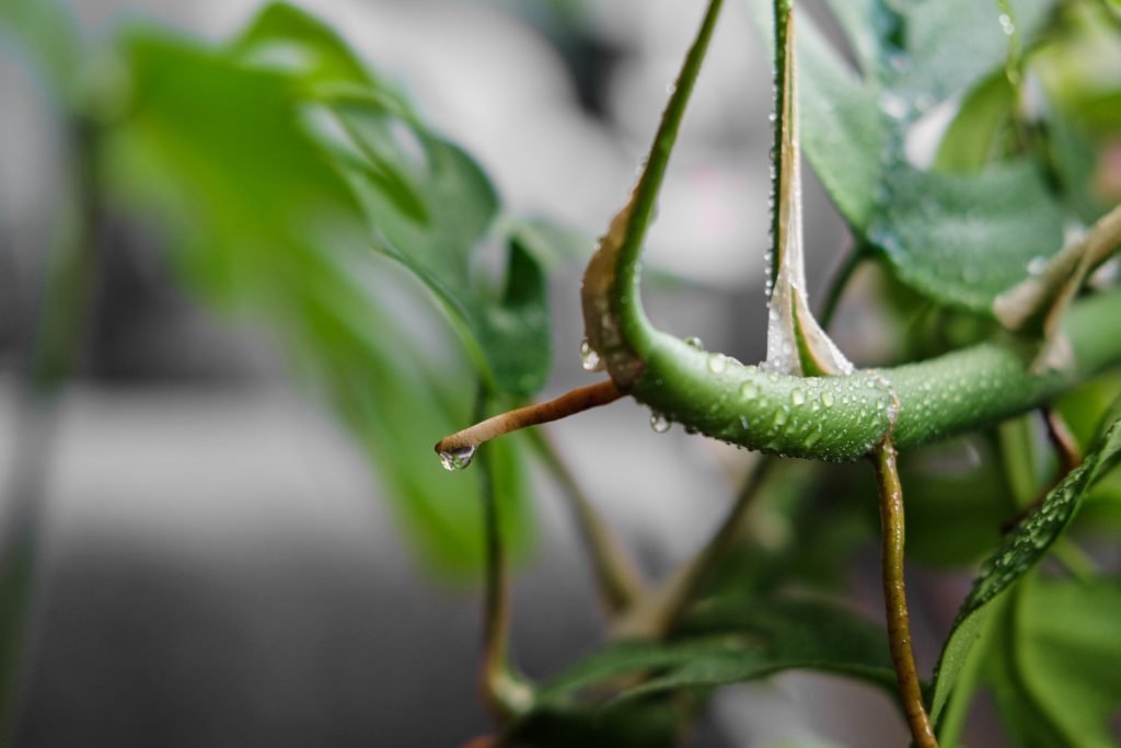 Nahaufnahme der Monstera Minima