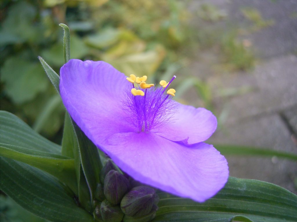 Tradescantia Zebrina 10 tradescantia zebrina bloem