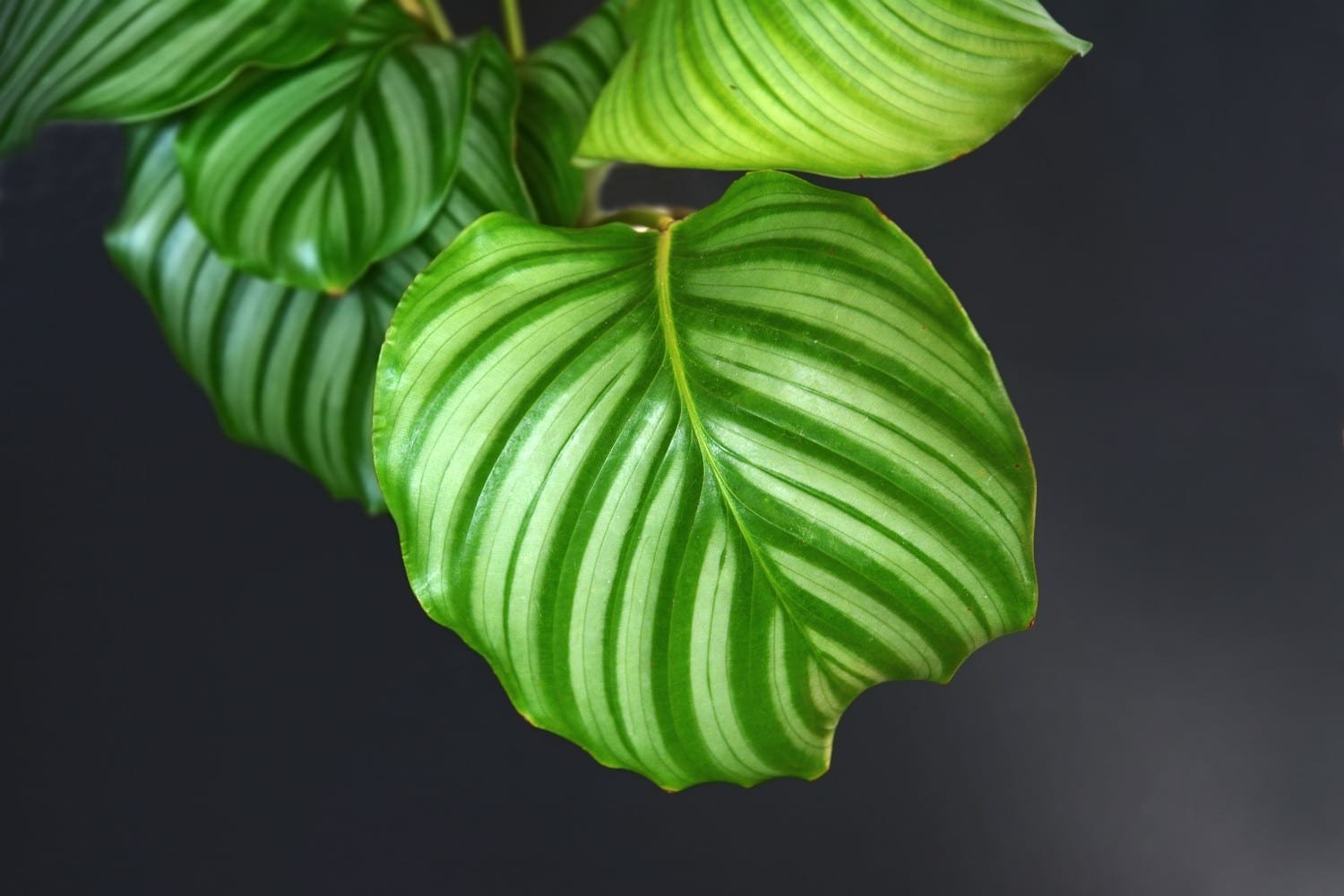 Calathea Orbifolia • mijnPlant